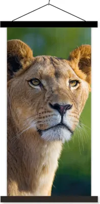 Produktbild von MuchoWow® Textilposter Porträt - Löwe - Wild 60x120 cm mit schwarzem Rahmen - Magnete