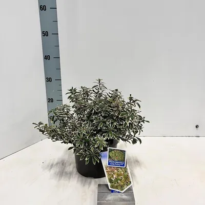 Image de Pieris jap. « Little Frosty » PBR - Pieris japonicus | 20-25 cm en pot