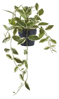 Produktbild von Hoya Carnosa - Künstliche Sukkulente Grün H33 cm