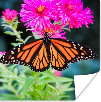 Produktbild von MuchoWow® Poster Schmetterling - Botanisch - Blume 75x75 cm - Wand Dekoration