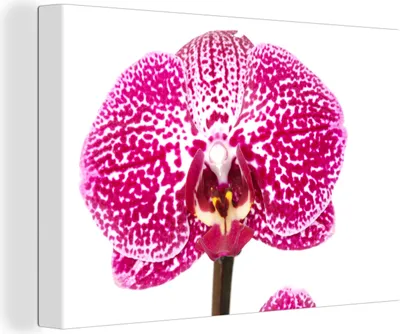 Obrázek produktu pro OneMillionCanvasses® Malba na plátně Nástěnná malba na plátně - Orchidejově růžová - 150x100cm