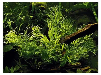 Produktbild von Aquarium Pflanze Microsorum pteropus Windeløv Wasserpflanze Topf Nr.008B