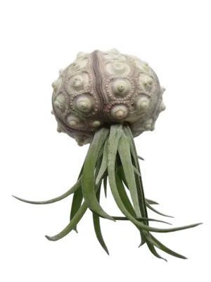 Produktbild von Seeigel mit Tillandsie