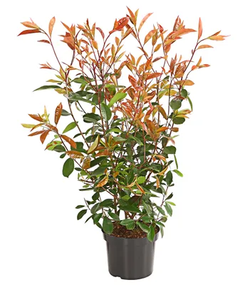 A potted plant with green and reddish-brown leaves against a white background.