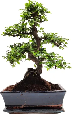 Produktbild von Bonsai Baum mit Keramik Blumentopf - Chinese elm - (25 cm Schale ca. 11-13 Jahre, Zelkova P25 S)