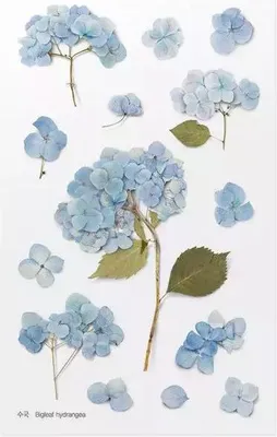 Image de Autocollants décoratifs pour fleurs Hortensia