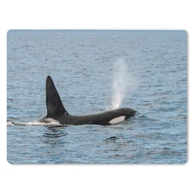 Produktbild von MuchoWow® Mauspad Mousepad Orca mit Wasser aus dem Blasloch 40x30 cm - Mousepads - Maus Mat - Pad - Mausunterlage - Anti Rutsch