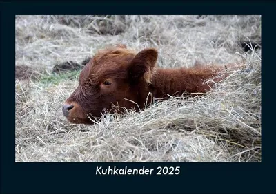 Produktbild von Kuhkalender 2025 Fotokalender DIN A5