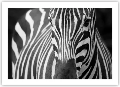 Produktbild von Poster - Poster ohne Rahmen - Tiere Zebra gestreift - 70x50 cm - Wand Bild - Wanddeko - Wandbilder - Kunstposter - Wandposter - Bilder - Kunstdruck - Wanddekoration - Wandbild - P2XAA70x50-2254