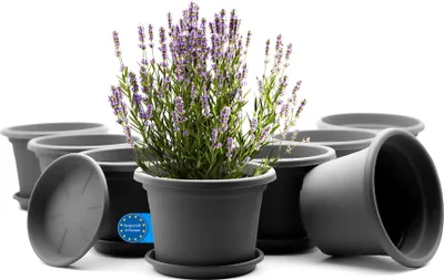 A group of dark gray plant pots with saucers, with one pot in the foreground containing a lavender plant.