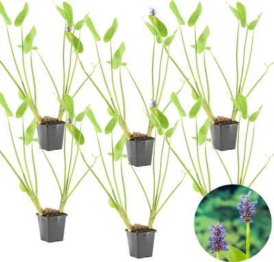Produktbild von Bloomique - 6er Set - Ponterderia Cordata - Hechtkraut - Teichpflanzen Winterhart - Wasserpflanzen - Zone 2-3 - Höhe 10-20 cm - Topf 9 cm