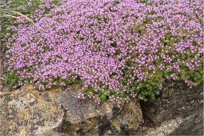 Produktbild von Stauden Gänge 50 x Thymus praecox 'Pseudolanuginosus' - Wolliger Thymian - Der flauschige Teppich für Ihren Garten - trittfest - Bodendecker