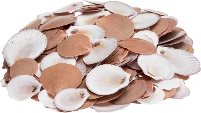 Produktbild von Amusium japonicum, Packung mit 1kg, Größe 4-8cm | Deko-Muscheln