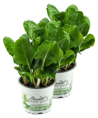Produktbild von Enseleits 2er Set Mangold Pflanze, Marktfrische Pflanze aus Nachhaltigem Anbau!