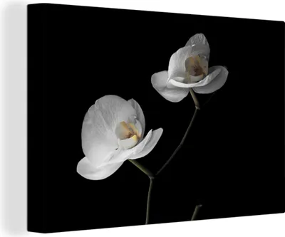 Zdjęcie produktu dla OneMillionCanvasses® - Obraz na płótnie - Obraz na płótnie Sztuka na płótnie - Orchidea - Kwiaty - Czarny - Biały - Martwa natura - 150x100cm -