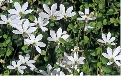 Produktbild von Stauden Gänge 10 x Isotoma fluviatilis 'Treadwellii' - Bubikopf - Dauerblüher - Trittflächen voller Leichtigkeit und Blütenpracht - Rasenersatz