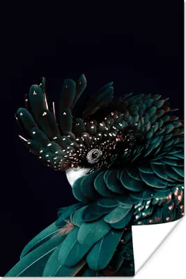 Produktbild von MuchoWow® Poster Kakadu - Vogel - Schwarz 80x120 cm - Papierdruck