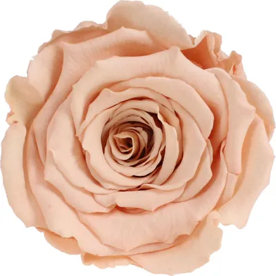 Produktbild von Infinity Rose XL Ø6-7cm konserviert stabilisiert haltbar Rosenkopf ewige Blüte Toffee (toff01)