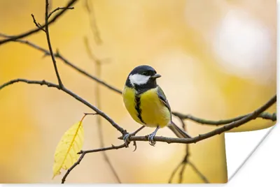 Produktbild von MuchoWow® Poster Kohlmeise - Zweig - Vogel - Tiere 60x40 cm - Schlafzimmerdekoration