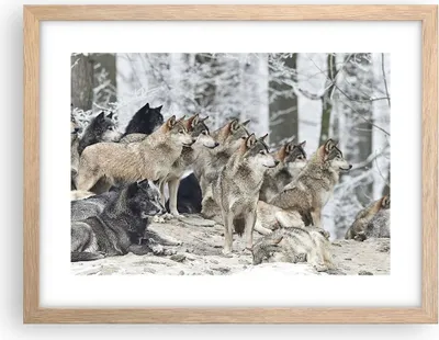 Produktbild von Gerahmtes Poster - Rahmen in heller Eiche - Rudel Wölfe Winter - 40x30 cm - Wand Bild - Wanddeko - Wandbilder - Wandposter - Bilderrahmen - Bilder - Kunstdruck - Wandbild - P2NAA40x30-4357