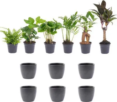 Obrázok produktu pre Sada izbových rastlín s 6 tropickými rastlinami + 6 keramických kvetinácov