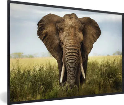 Produktbild von MuchoWow® MuchoWow® Gerahmtes Poster Afrikanischer Elefant im Gras im Serengeti-Nationalpark 60x40 cm - Poster mit zchwarzem Bilderrahmen - Printing - Wanddeko Schlafzimmer