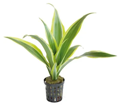 Productafbeelding van Aquafleur Dracaena Sanderiana Geel in 5 cm pot