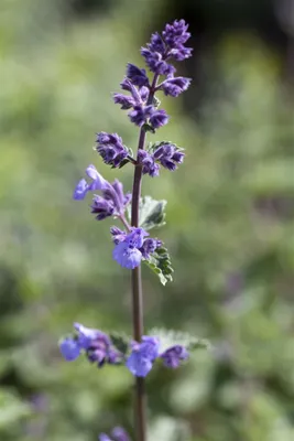 Produktbild von Nepeta x faassenii 'Walker's Low', Katzenminze, blauviolett, 2 Liter Topf