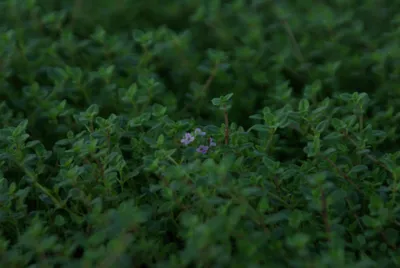 Produktbild von 10 Stück, Topf 9cm, Bodendecker Thymus coccineus