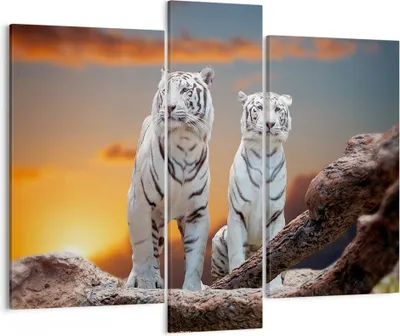 Produktbild von Bild auf Leinwand - Leinwandbild - Tiger weiß Rock Sonnenuntergang - 95x80cm - Wand Bild - Wanddeko - Leinwanddruck - Bilder - Kunstdruck - Wanddekoration - Leinwand bilder - Wandkunst - CB95x80-2901