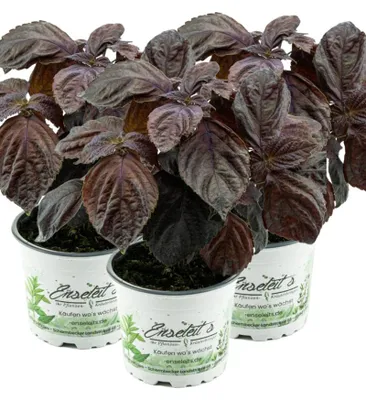 Produktbild von Enseleits 3er Set Japanisches Basilikum Shiso, Perilla (Perilla frutescens), Basilikum Kräuter Pflanze