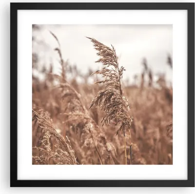 Produktbild von Gerahmtes Poster - Schwarzer Rahmen - Zuckerrohr Wiese Boho - 40x40 cm - Wand Bild - Wanddeko - Wandbilder - Kunstposter - Wandposter - Bilderrahmen - Bilder - Kunstdruck - P2BAC40x40-4709