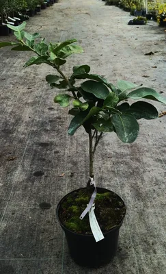 Image de Citrus paradisi greffé sur Volkameriana / Pomelos jaune