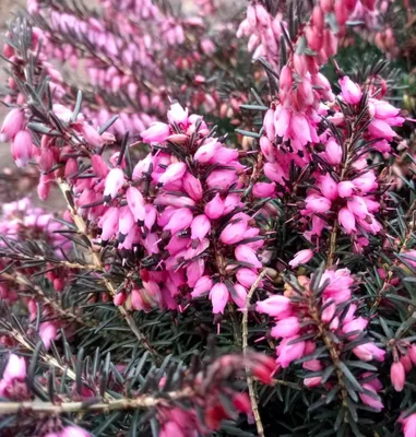 Produktbild von 10 Winterblühende Heide Erica darleyensis Kramers Rote immergrün 15 - 20 cm