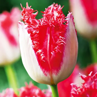 Produktbild von Tulpen Blumenzwiebeln Zwiebeln Blumen Gefranste Tulpe Sweet Simone 5 St.