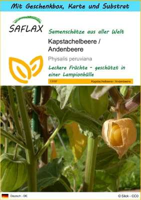 Produktbild von SAFLAX Geschenk Set - Kapstachelbeere / Andenbeere - Physalis peruviana - 100 Samen - Mit Geschenkbox, Versandaufkleber, Geschenkkarte und Anzuchtsubstrat