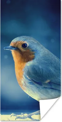 Produktbild von MuchoWow® Poster Rotkehlchen - Blau - Schnee 60x120 cm - Wandschmuck
