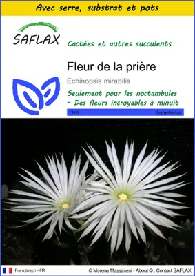 Image de SAFLAX Ensemble de culture - Fleur de la prière - 40 graines - Echinopsis
