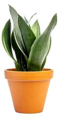 Obrázok produktu pre Gardners Sansevieria Black Diamond, priemer 12 cm