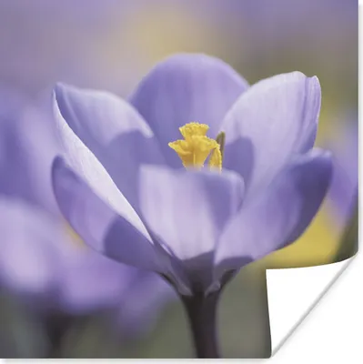 Produktbild von MuchoWow® Poster Frühling - Krokus - Lila 50x50 cm - Wohnzimmerdekoration