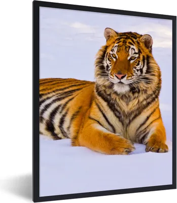 Produktbild von MuchoWow® Gerahmtes Poster Tiger - Schnee - Winter - Tiere 30x40 cm - Poster mit Schwarzem Bilderrahmen Wandposter Rahmen Foto Bilder - Wanddeko - Kunstdrucke