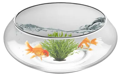 Image de Pot hydroponique en verre pour fleurs et décoration