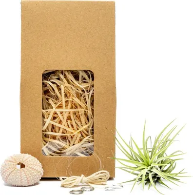Obrázok produktu pre Gardners Medusa "Vyrob si sám" ROSE s Tillandsií ionantha green