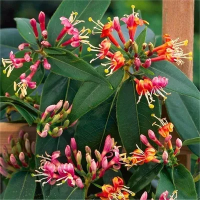 A close-up view of a flowering plant with vibrant pink, orange, and red blossoms and green leaves.