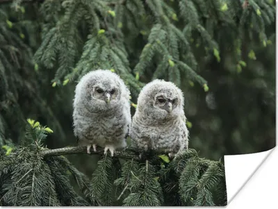 Produktbild von MuchoWow® Poster Zwei Eulenküken 160x120 cm - Foto Plakat