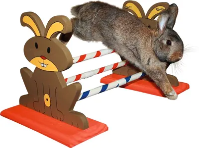 Produktbild von Kerbl Nagerhürde Agility 62x33x34 cm