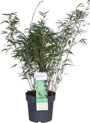 Obrázek produktu pro Bambus Fargesia rufa Ø23cm Ø80cm - kvalitní produkt pro rostliny, zahradu