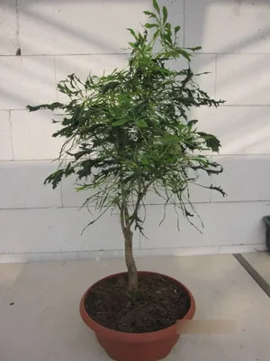 Produktbild von Aesculus hippocastanum Laciniata - Roßkastanie Laciniata