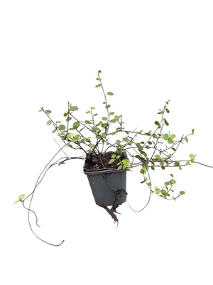 Immagine prodotto di 6 x Muehlenbeckia axillaris ( complexa) - Muehlenbeckia - vaso 9 x 9 cm