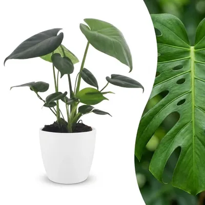 Produktbild von Monstera Deliciosa – Lochblume – mit weißem Topf - 30cm - Ø12cm